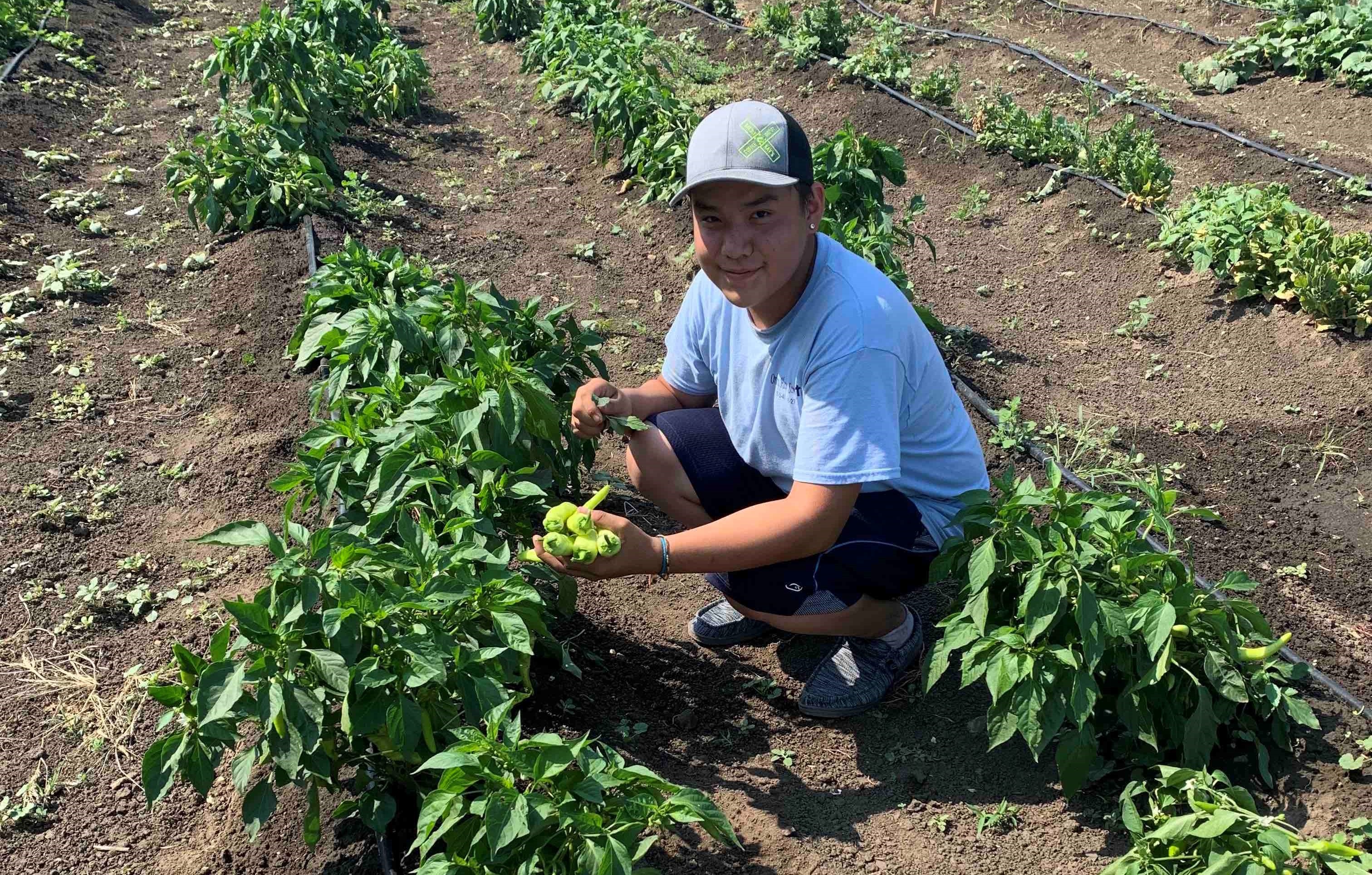 A student in the CRYP Garden Club picks peppers from the Winyan Toka Win Garden.