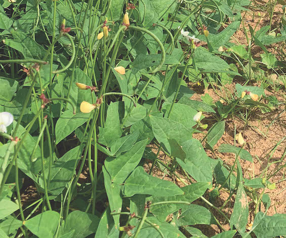 Cow Peas in Senegal