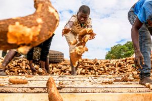 Workers unload a truck of harvested cassava roots.