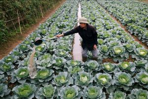 Farmer attending crops in a vegetable field.