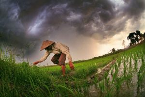 Person working in a rice field. 