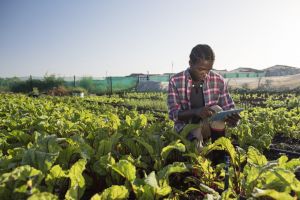 A farmer examines his crops in the field.