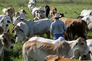 A farmer works to move a herd to another field at his family's ranch in Glen Flora, Texas. 