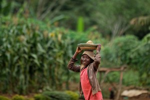 A Ugandan boy carries a basket of sweet potatoes down a street in the village of Kyanukuzi, near Masaka, in Uganda.