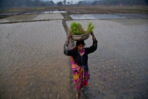 An Indian woman carries saplings on her head as she works in a paddy field on the outskirts of Gauhati, India.