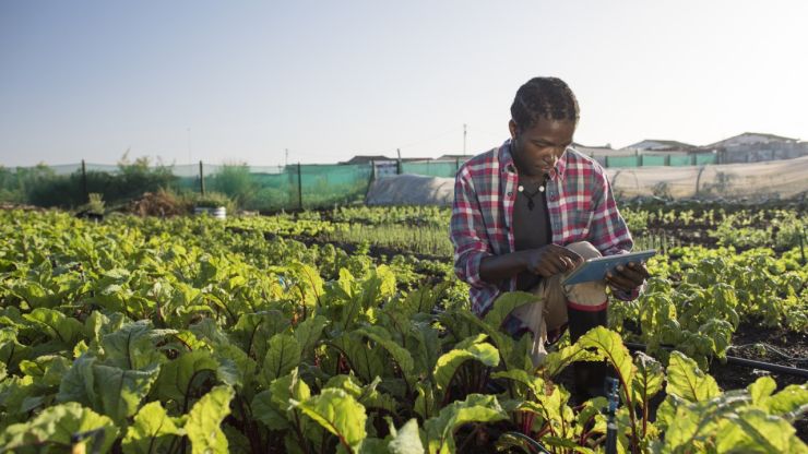 A farmer examines his crops in the field.