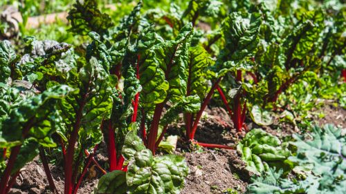 Chard growing in a row at a farm