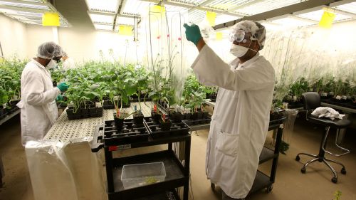 Research technicians working in a  plant breeding centre in Canada