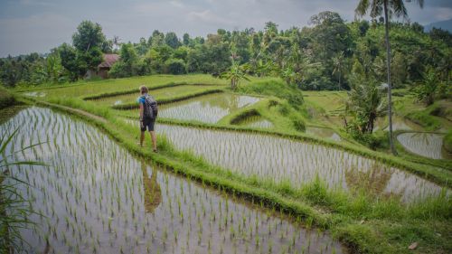 Rice fields in Indonesia