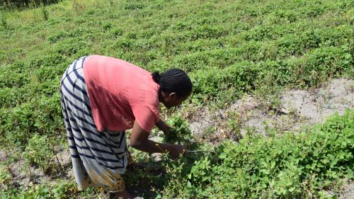 A woman harvests desmodium. 