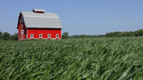 A red barn stands in the background with the green leaves of a corn field in the foreground 