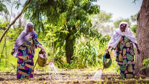 Women in Niger water a vegetable garden. 