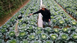 Farmer attending crops in a vegetable field.