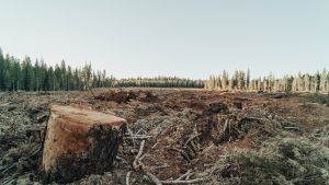 Deforestation in California