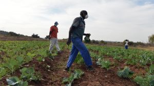 Two people walk through a crop of plants