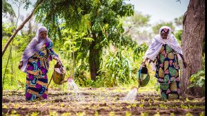  Women in Niger water their vegetable garden.