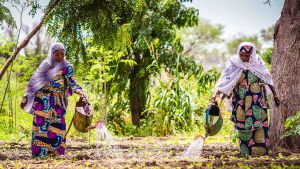 Women in Niger water a vegetable garden. 