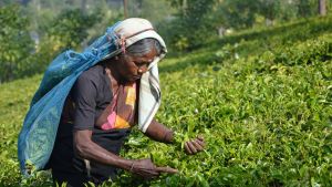 A woman picking tea leaves at the Tea Research Institute of Sri Lanka, Talawakelle, Sri Lanka