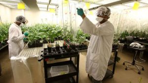 Two scientists in a lab, working with plant seedlings in the background