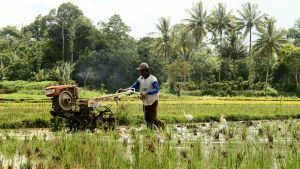 A farmer works in their fields. 