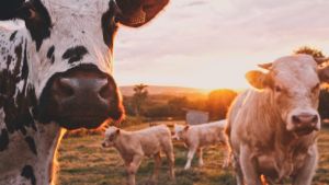 A close-up image of some cows in a field, with the sunsetting in the background.