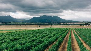 Aerial view of a farm in South Africa, with a gray sky and mountains in the background.