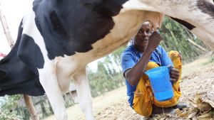 Fantu Ergato milks a cow 