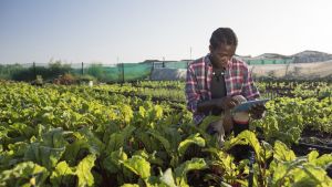 A farmer examines his crops in the field.