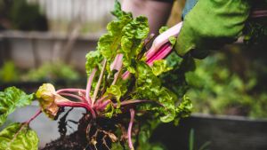 A person harvests rhubarb from a garden.