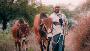 A young man leads two cows on a dirt road.