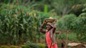 A Ugandan boy carries a basket of sweet potatoes down a street in the village of Kyanukuzi, near Masaka, in Uganda.