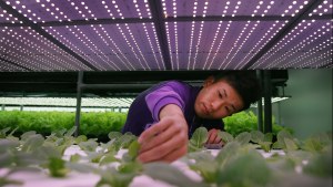 Farmer Chang Chen-kai prunes common salad lettuce growing under banks of LED lights at the ARWIN plant factory in Miaoli, northern Taiwan.