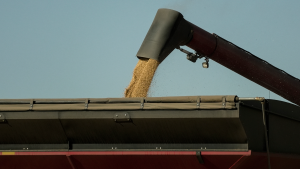 Farming machinery harvesting soy beans